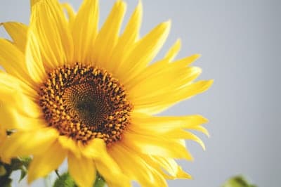 Negozio di fiori online